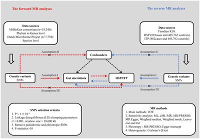 Large-scale bidirectional Mendelian randomization study identifies new gut microbiome significantly associated with immune thrombocytopenic purpura